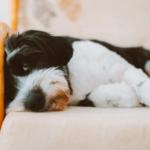 The Plus Side Of CBD Oil For Dogs