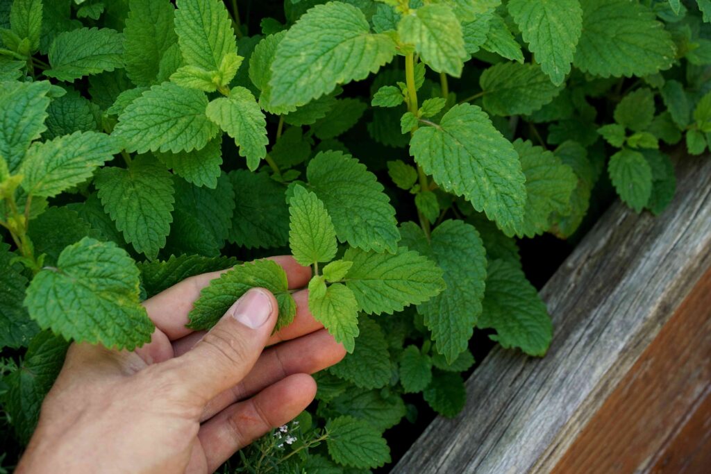 Lemon Balm Recipe for Weight Loss