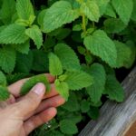 Lemon Balm Recipe for Weight Loss